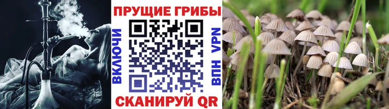 продажа наркотиков  Собинка  Псилоцибиновые грибы GOLDEN TEACHER 